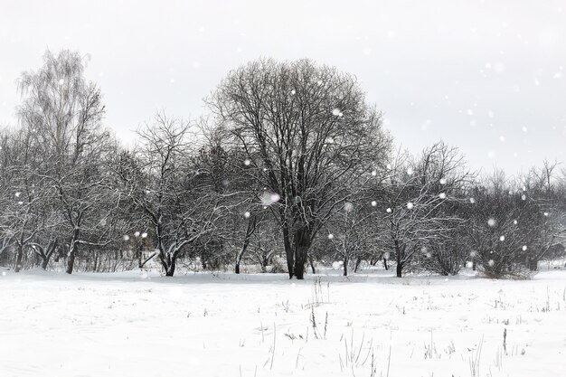 Landschaftswinterparkbäume