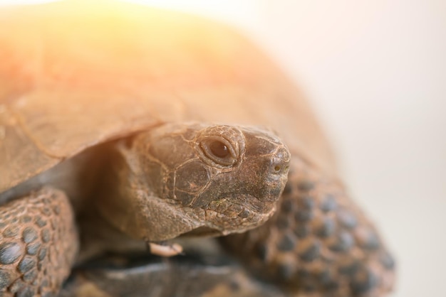 Foto landschildkröte mit sonnenlicht nahaufnahme