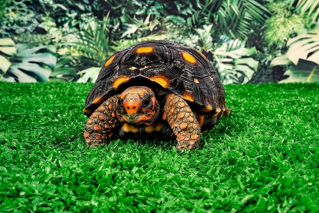Landschildkröte Rotfußschildkröte Chelonoidis carbonarius ist eine Schildkrötenart aus dem nördlichen Südamerika