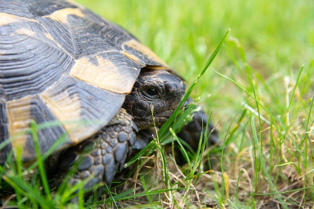 Landschildkröte sitzt im Gras Nahaufnahmefoto