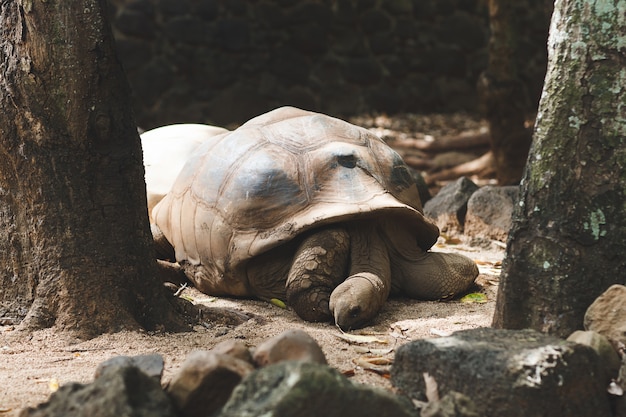 Landschildkröten