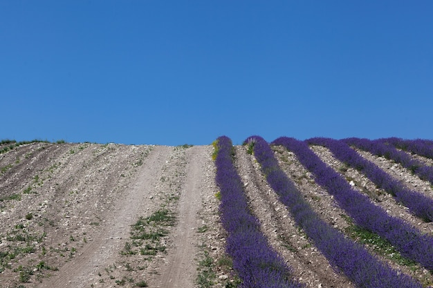 Landstraße am rande des lavendelfeldes. perspektive, selektiver fokus, blauer himmel.