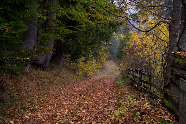 Landstraße durch den herbstlichen Wald an einem nebligen Morgen