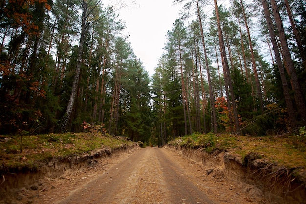 Landstraße im Herbstwald. Natur im Herbst. Landschaft.