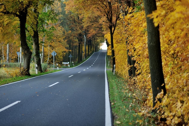 landstraße in der herbstsaison mit leuchtend orangefarbenen farben bei sonnenaufgang am morgen