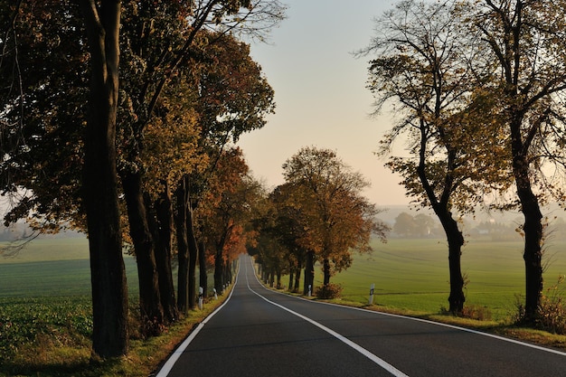 landstraße in der herbstsaison mit leuchtend orangefarbenen farben bei sonnenaufgang am morgen