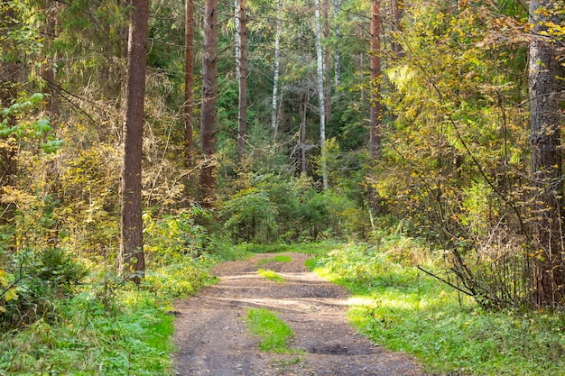 Landstraße in einem Kiefernwald im Herbst