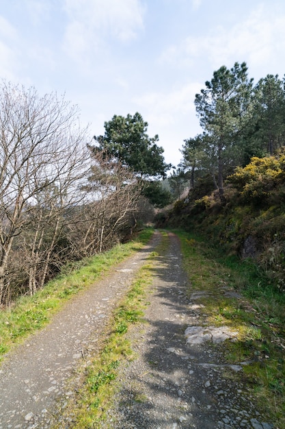 Landstraße mit Bäumen und Vegetation an den Seiten. Vertikale Fotografie.