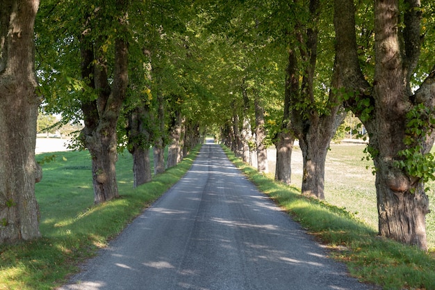 Landstraße mit dem Baum gezeichnet.