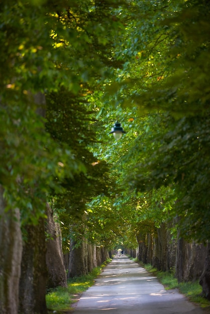 Landstraße Trough Baum Gasse in