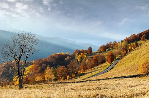Landstraße und goldener Herbst im Berg