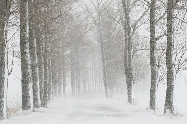 Landstraße während eines Schneesturms