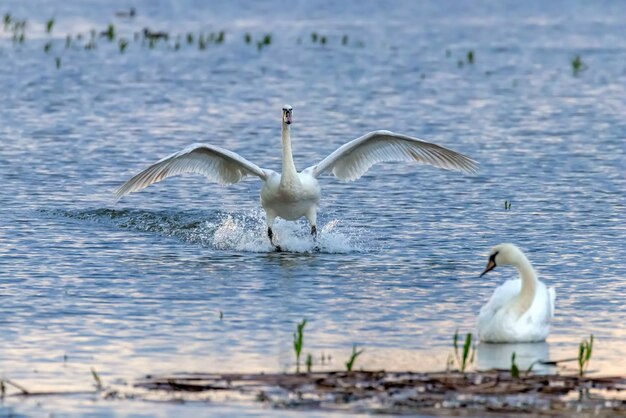 Landung des weißen Schwans auf dem Wasser