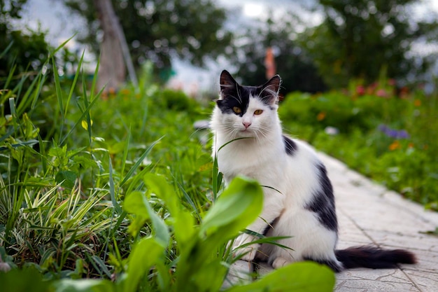 Landweiße Katze mit schwarzen Flecken. Nahansicht.