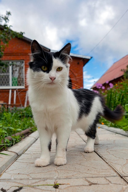 Landweiße Katze mit schwarzen Flecken. Nahansicht.