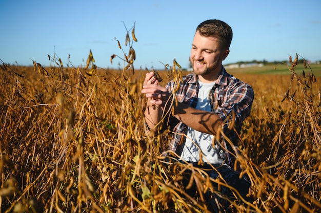 Landwirt-Agronom im Sojabohnenfeld, das Ernten vor der Ernte überprüft. Biologische Lebensmittelproduktion und -anbau.