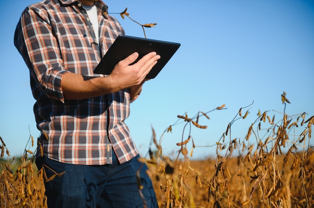 Landwirt-Agronom im Sojabohnenfeld, das Ernten vor der Ernte überprüft. Biologische Lebensmittelproduktion und -anbau.