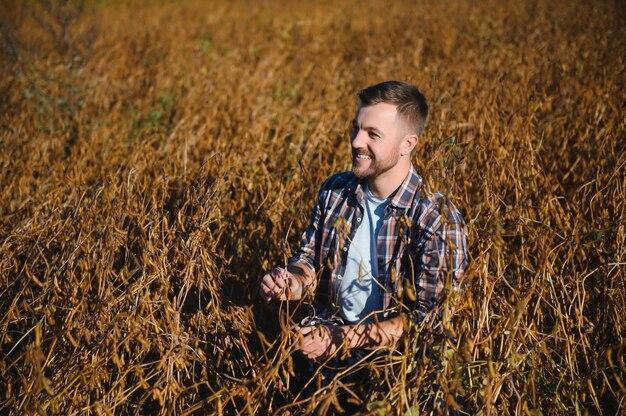 Landwirt-Agronom im Sojabohnenfeld, das Ernten vor der Ernte überprüft. Biologische Lebensmittelproduktion und -anbau.