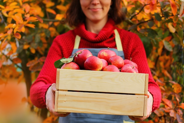 Landwirt, agronom zeigt ausgezeichnete bio-ernte im garten.