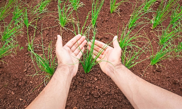 Foto landwirt, der an einem sonnigen tag frühlingszwiebelsprossen hält. konzeptbild für die aussaat der landwirtschaft.