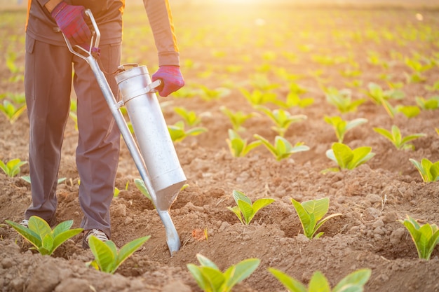 Landwirt, der auf dem Gebiet arbeitet und Düngemittel gibt, indem er Werkzeug in den Boden gräbt