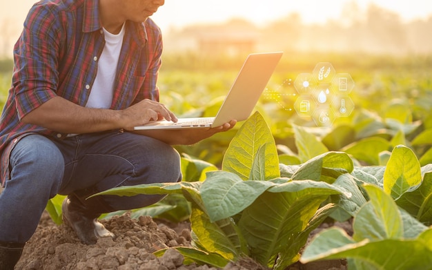 Landwirt, der auf dem jungen Tabakfeld arbeitet Mann, der einen digitalen Laptop verwendet, um das Management zu planen, das jungen Tabak nach dem Pflanzen untersucht oder analysiert Intelligente Landwirtschaftstechnologie für die Landwirtschaft Konzept