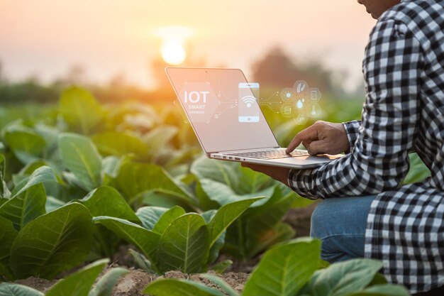 Landwirt, der auf dem jungen Tabakfeld arbeitet Mann, der einen digitalen Laptop verwendet, um das Management zu planen, das jungen Tabak nach dem Pflanzen untersucht oder analysiert Intelligente Landwirtschaftstechnologie für die Landwirtschaft Konzept