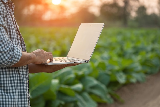 Landwirt, der auf dem jungen Tabakfeld arbeitet Mann, der einen digitalen Laptop verwendet, um das Management zu planen, das jungen Tabak nach dem Pflanzen untersucht oder analysiert Intelligente Landwirtschaftstechnologie für die Landwirtschaft Konzept