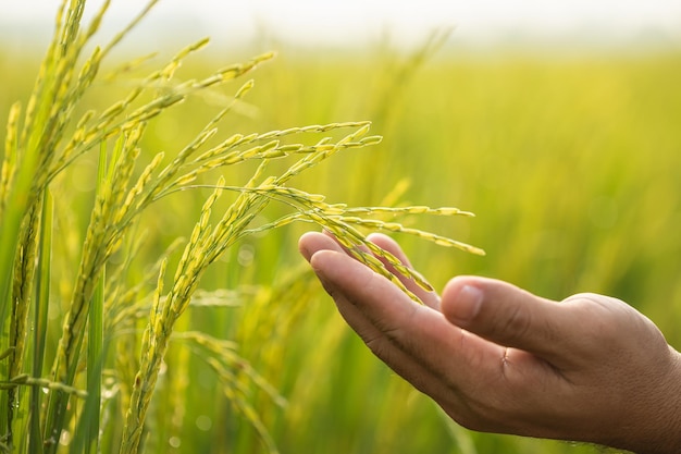 Landwirt, der auf dem Reisfeld arbeitet Mann, der seine Hand verwendet, um die Planung oder Analyse der Reispflanze nach dem Pflanzen zu untersuchen Geschäftskonzept für die Landwirtschaft