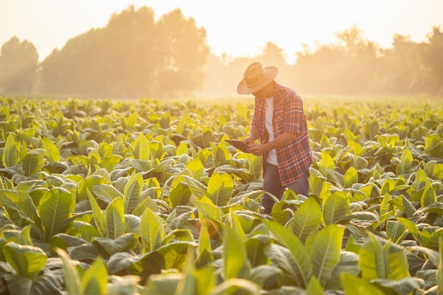 Landwirt, der auf dem Tabakfeld arbeitet, untersucht und verwendet digitales Tablet zur Managementplanung oder Analyse der Tabakpflanze nach dem Pflanzen Technologie für das Landwirtschaftskonzept