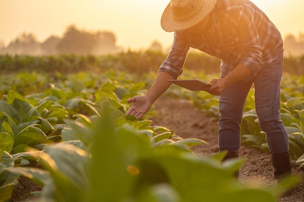 Landwirt, der auf dem Tabakfeld arbeitet, untersucht und verwendet digitales Tablet zur Managementplanung oder Analyse der Tabakpflanze nach dem Pflanzen Technologie für das Landwirtschaftskonzept