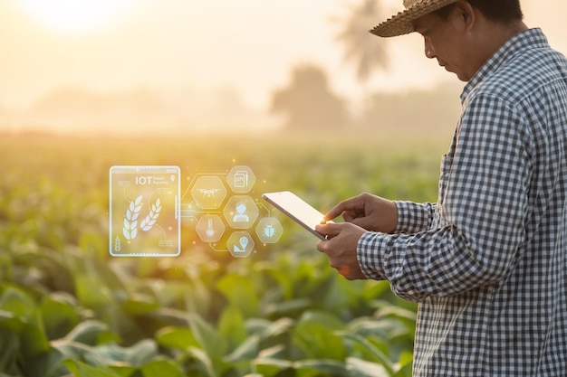 Landwirt, der auf dem Tabakfeld arbeitet, untersucht und verwendet digitales Tablet zur Managementplanung oder Analyse der Tabakpflanze nach dem Pflanzen Technologie für das Landwirtschaftskonzept