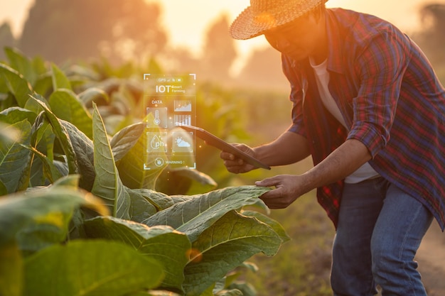 Landwirt, der auf dem Tabakfeld arbeitet, untersucht und verwendet digitales Tablet zur Managementplanung oder Analyse der Tabakpflanze nach dem Pflanzen Technologie für das Landwirtschaftskonzept