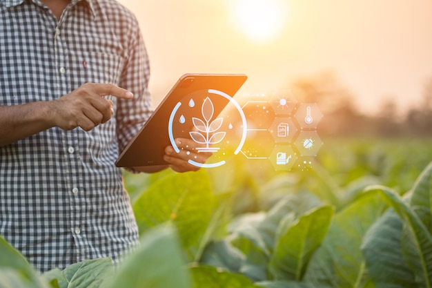 Landwirt, der auf dem Tabakfeld arbeitet, untersucht und verwendet digitales Tablet zur Managementplanung oder Analyse der Tabakpflanze nach dem Pflanzen Technologie für das Landwirtschaftskonzept