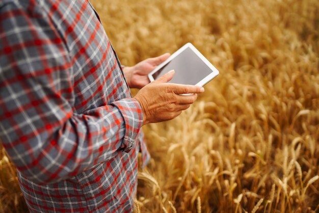 Landwirt, der den Fortschritt des Weizenfeldes mit Tablet über das Internet überprüft Intelligente Landwirtschaft Landwirtschaft