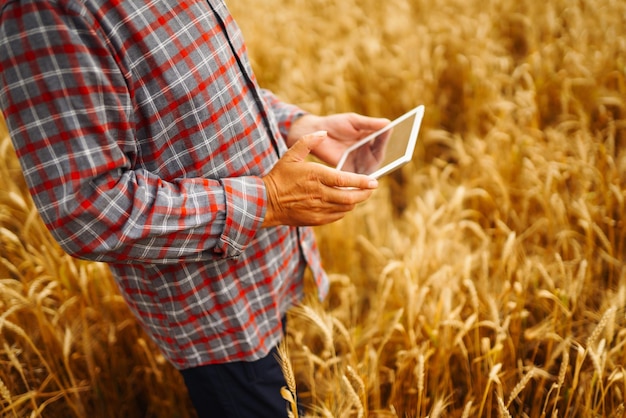 Landwirt, der den Fortschritt des Weizenfeldes mit Tablet über das Internet überprüft Intelligente Landwirtschaft.