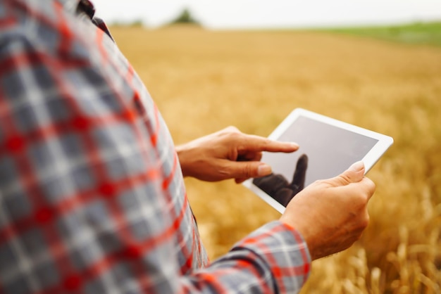 Landwirt, der den Fortschritt des Weizenfeldes mit Tablet über das Internet überprüft Intelligente Landwirtschaft.