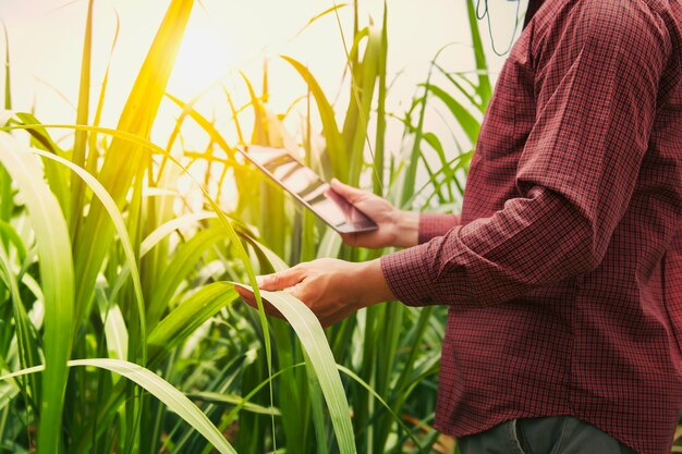 Landwirt, der den Tablet-Computer überprüft Daten von Landwirtschaft sugarcene verwendet