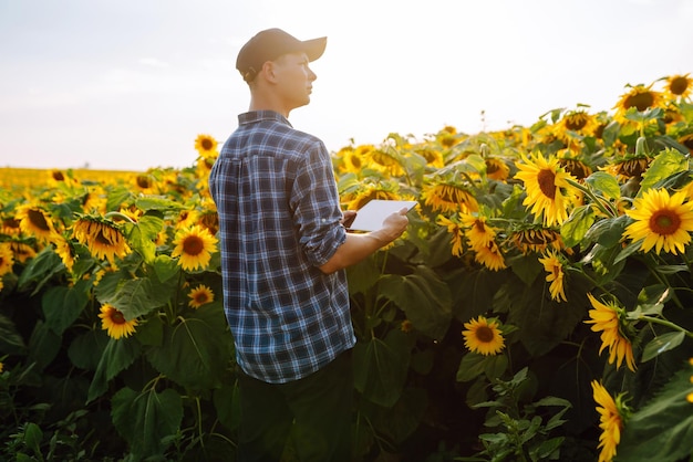 Landwirt, der die Ernte im Sonnenblumenfeld untersucht Konzept für die Ernte des ökologischen Landbaus