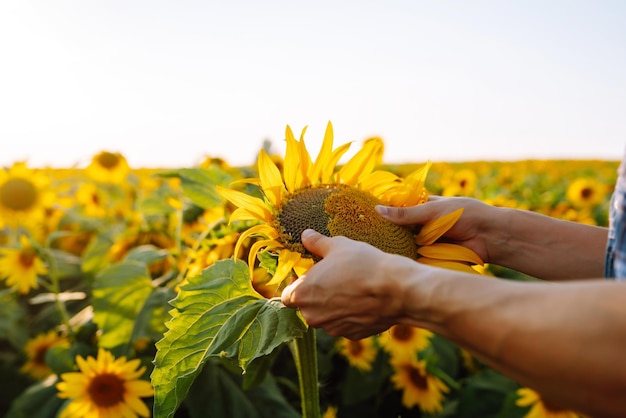 Landwirt, der die Ernte im Sonnenblumenfeld untersucht Konzept für die Ernte des ökologischen Landbaus