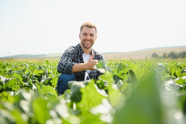 Landwirt, der die Qualität der Ernte in einem Zuckerrübenfeld überprüft, selektiver Fokus auf den Mann