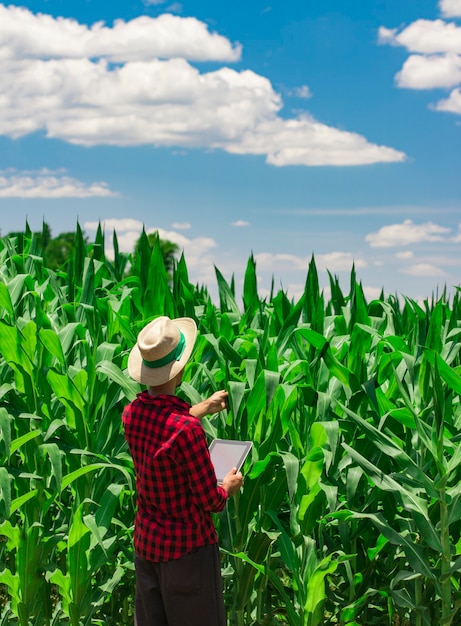 Landwirt, der digitalen Tablet-Computer in kultivierter Maisfeldplantage verwendet