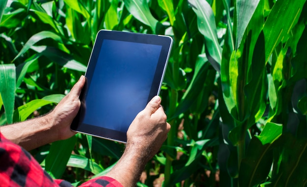 Landwirt, der digitalen Tablet-Computer, kultivierte Maisplantage im Hintergrund verwendet