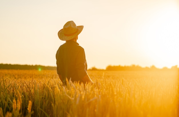 Landwirt, der durch das Feld geht und die Weizenernte überprüft. Weizensprossen in der Hand des Bauern.