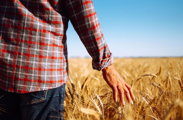 Landwirt, der durch das Feld geht und die Weizenernte überprüftWeizensprossen in der Hand des Landwirts