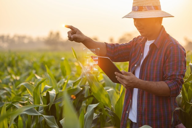 Landwirt, der ein digitales Tablet im Maisfeld mit Smart-Farming-Interface-Icons und Lichtflare-Sonnenuntergang-Effekt verwendet Intelligente und neue Technologie für das Geschäftskonzept der Landwirtschaft