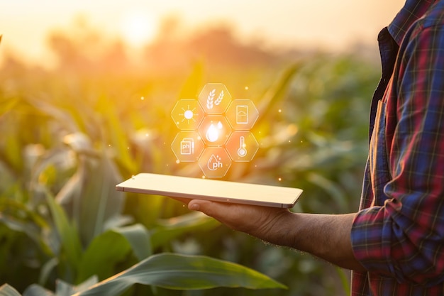 Landwirt, der ein digitales Tablet im Maisfeld mit Smart-Farming-Interface-Icons und Lichtflare-Sonnenuntergang-Effekt verwendet Intelligente und neue Technologie für das Geschäftskonzept der Landwirtschaft