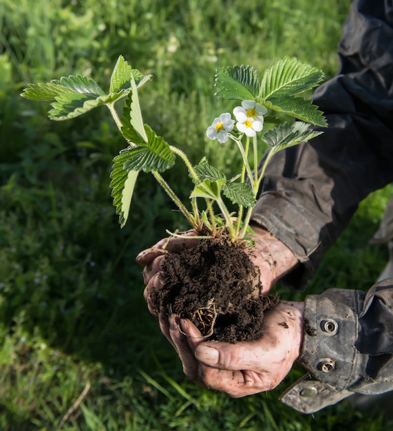 Landwirt, der eine grüne junge Pflanze hält