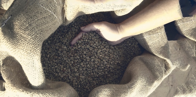 Landwirt, der eine trockene und geschälte Kaffeebohnen in Brasilien hält Agro-Konzept Bild.