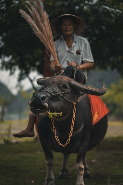 Landwirt, der einen Wasserbüffel in ländlichem Vietnam reitet